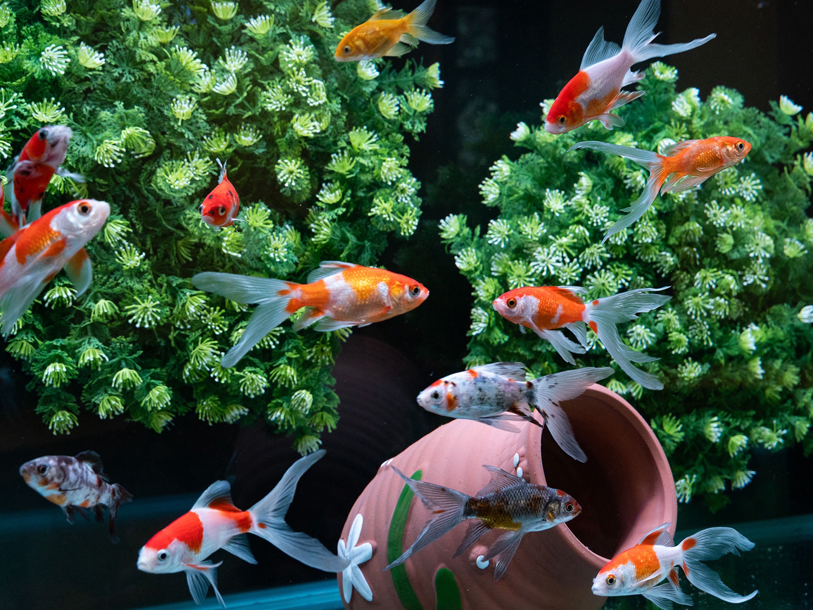 金魚亭 川越 小江戸 店内 金魚